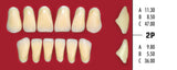 Dientes CORAL resina acrílica 2 capas CAJA con 20 tablillas
